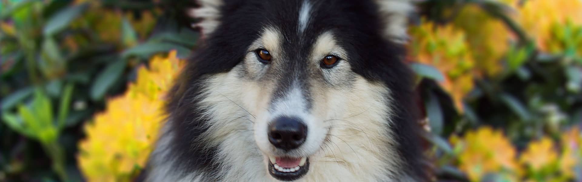 Portrait eines langhaarigen Hundes vor gelb blühenden Sträuchern
