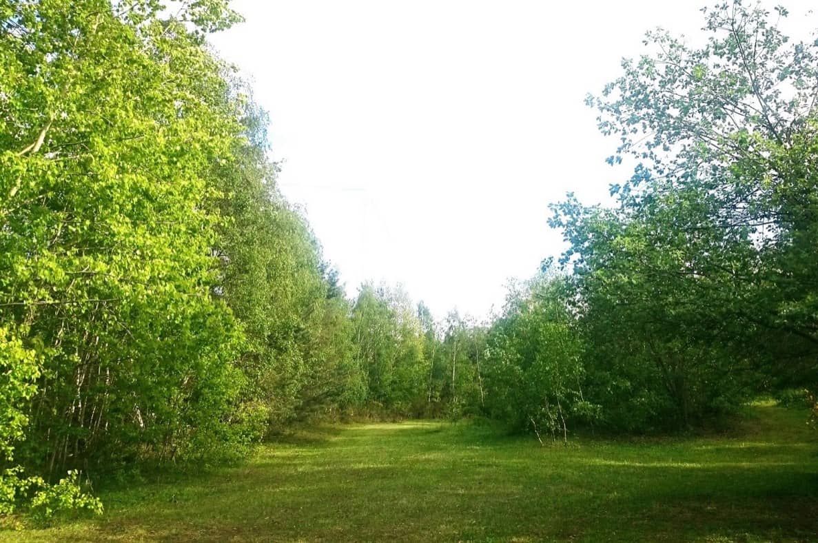 Breiter Wiesenweg zwischen Birken und Laubbäumen auf dem Gelände im Sommer
