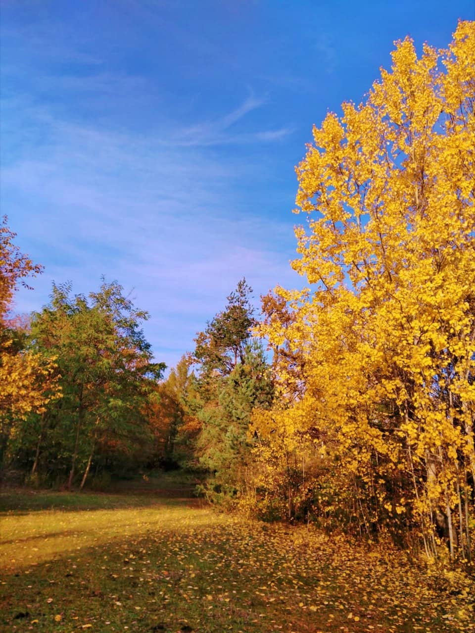 Goldgelb gefärbte Bäume am Rand der Wiese unter blauem Herbsthimmel