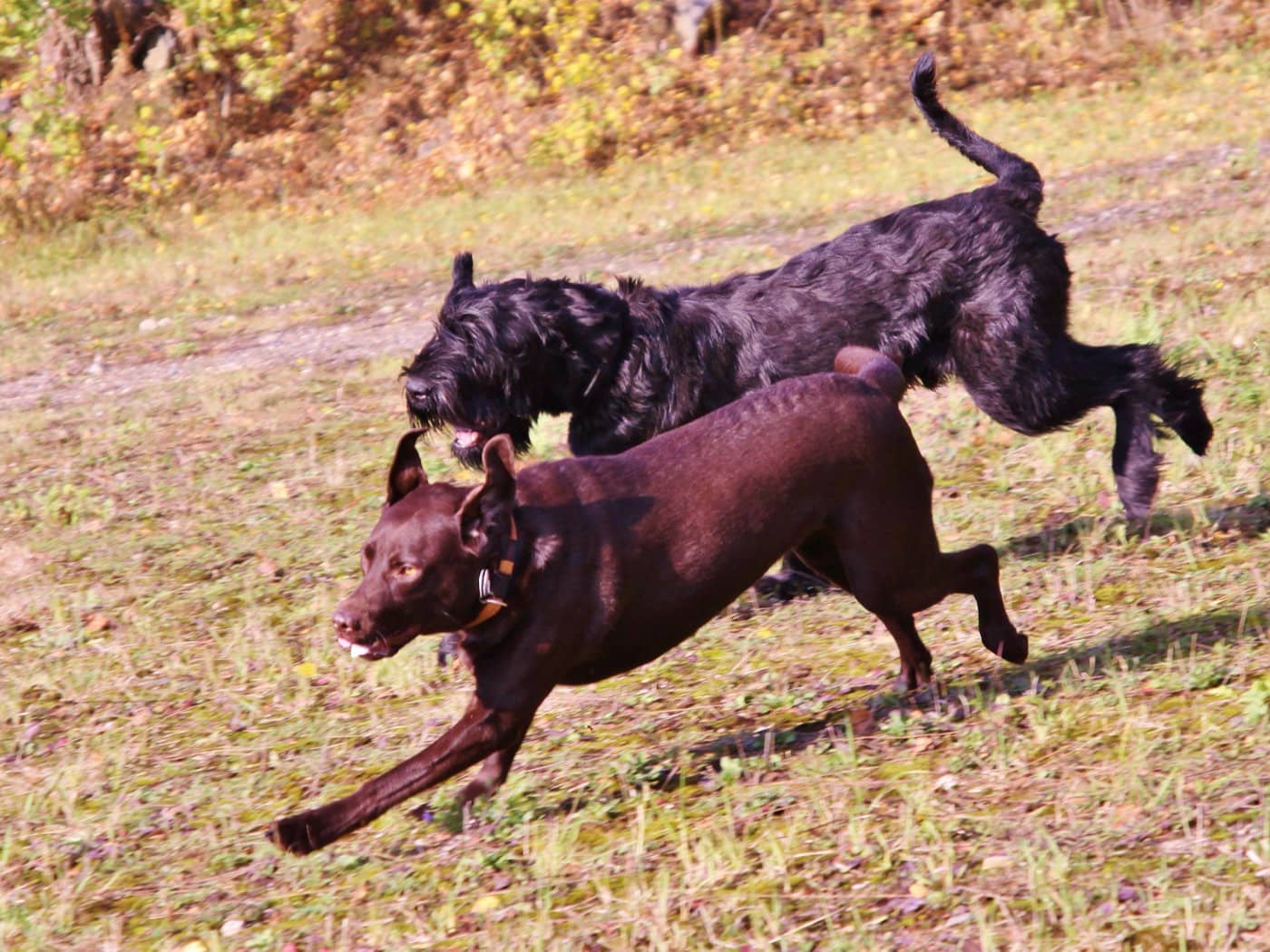 Zwei Hunde rennen ausgelassen über die Wiese des Geländes, im Hintergrund herbstlicher Wald