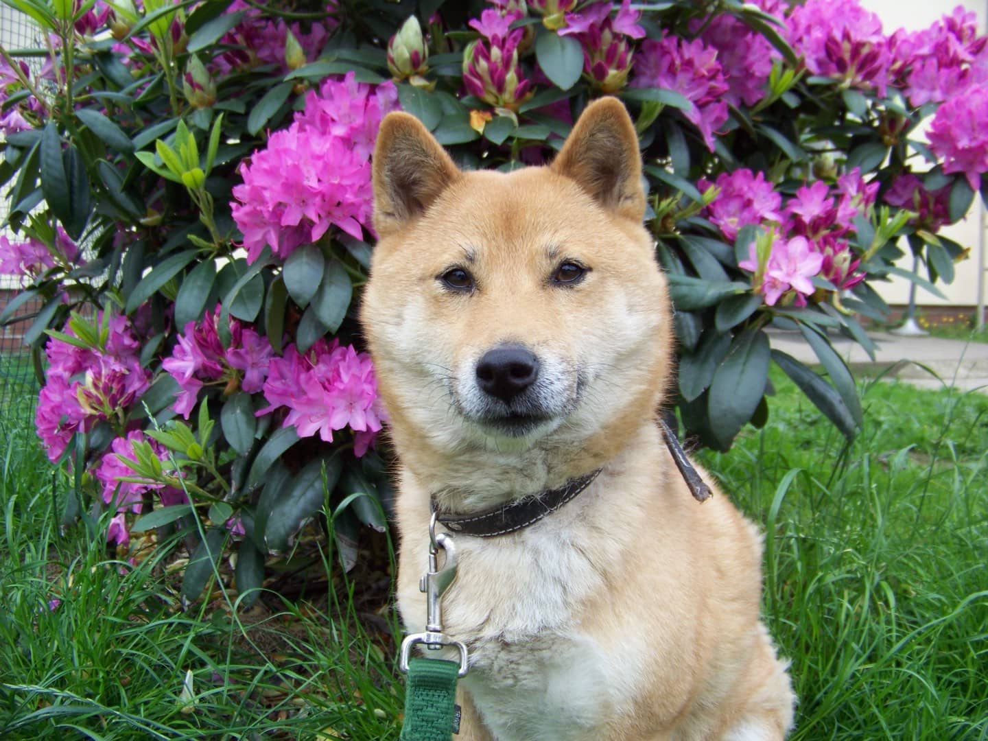 Hund sitzt aufmerksam vor einem blühenden Rhododendron und schaut in die Kamera