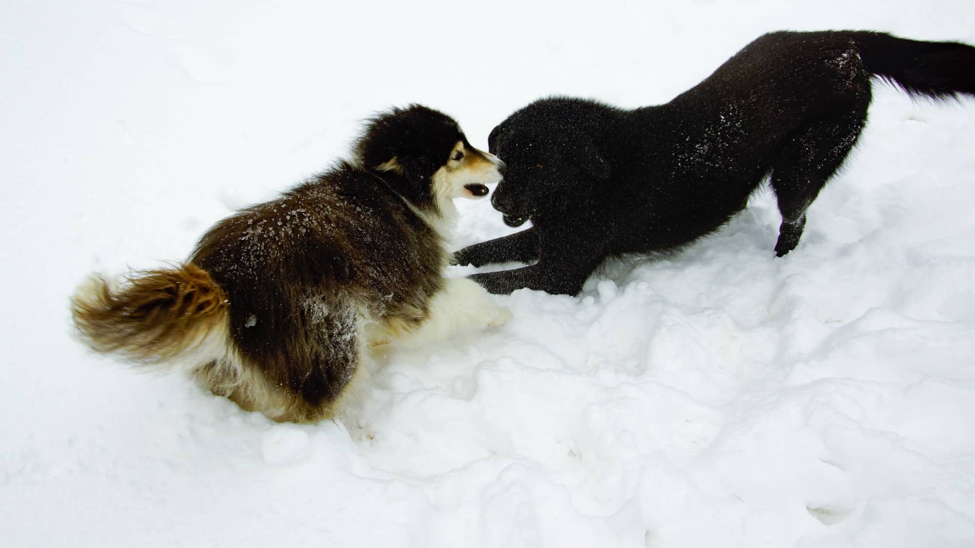 Zwei Hunde spielen im tiefen Schnee auf dem Gelände der Tierpension