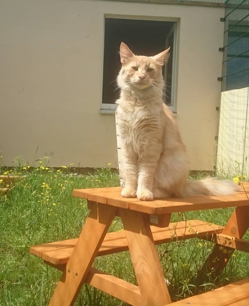 Maine-Coon-Kater sitzt auf einer Holzbank im Freigehege in der Sonne