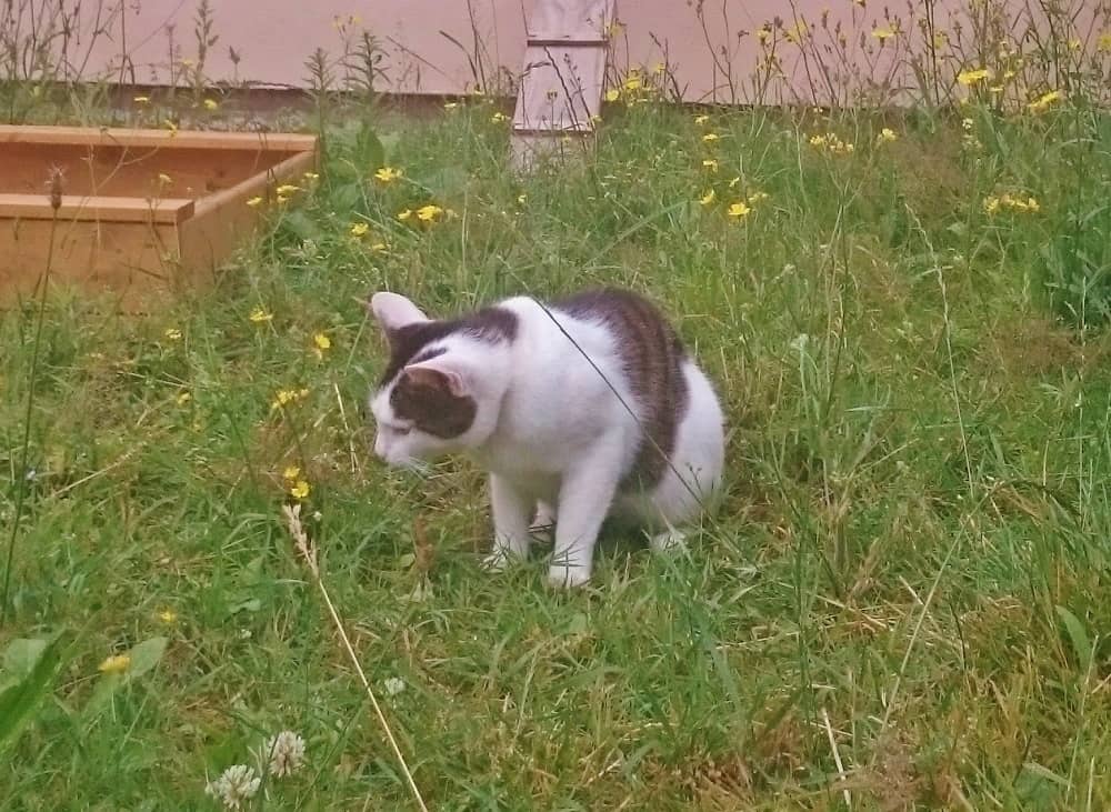 Weiß gescheckte Katze streift durch die blühende Wiese des Freigeheges