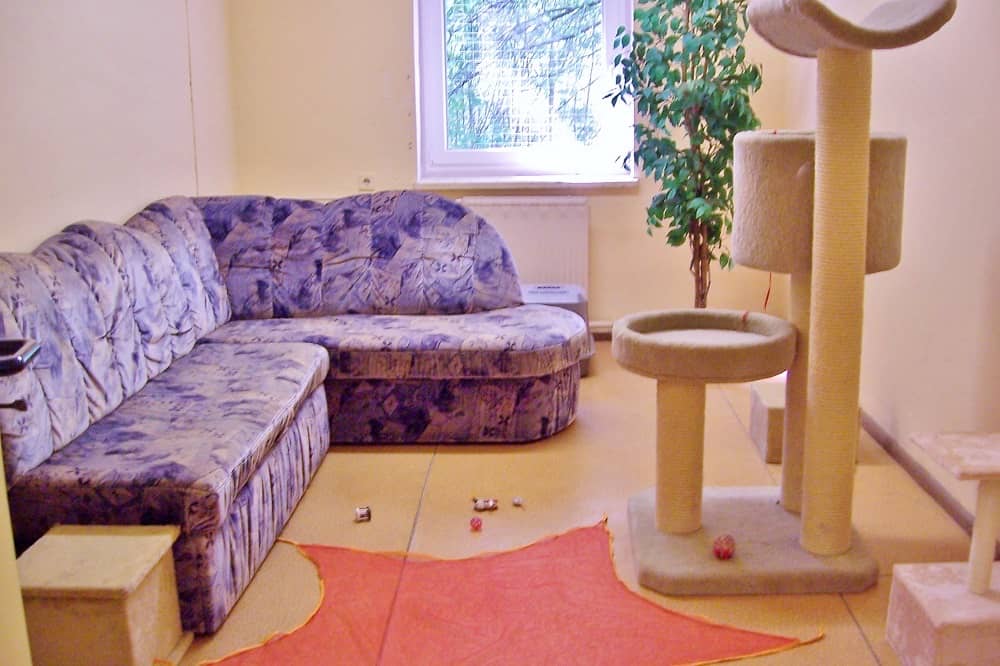 Katzenzimmer mit großer Polsterecke, Kratzbaum und Spielzeug auf dem Boden