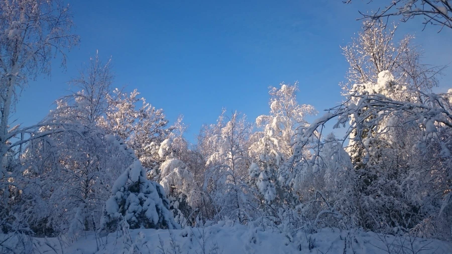 Mit Raureif überzogene Bäume vor tiefblauem Winterhimmel
