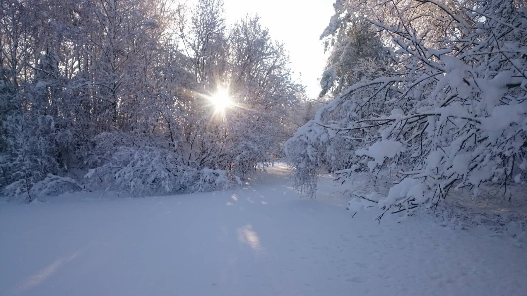 Verschneiter Waldweg auf dem Gelände, die tiefstehende Sonne scheint durch die Bäume